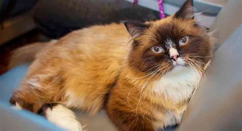 Mink Ragdoll Cat - What's The Difference Between Mink And Traditional?