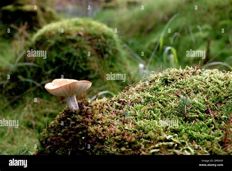 Fungi Funghi Toadstools Stock Photo Alamy