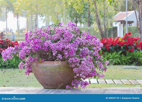 Bougainvillea Plant In Pots