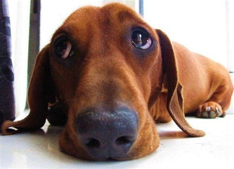 20 Things All Dachshund Owners Must Never Forget The Last One Brought Me To Tears