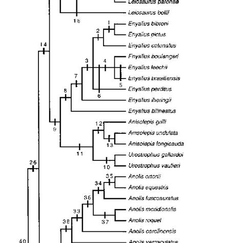 The Same Consensus As Shown In Figure 4 With Stems And Taxa Identified