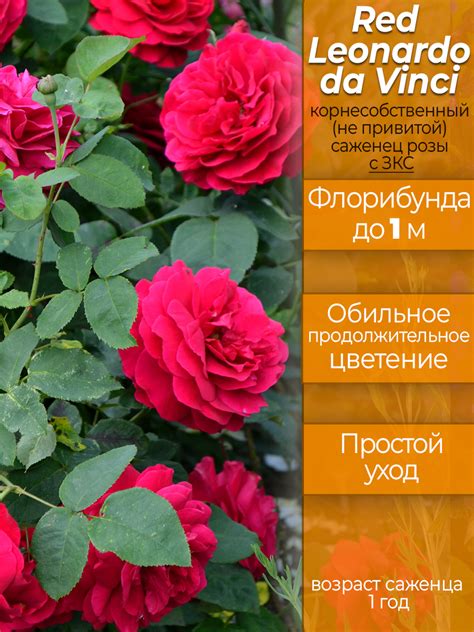 Роза Леонардо да Винчи в магазине Elya Garden - Саженец