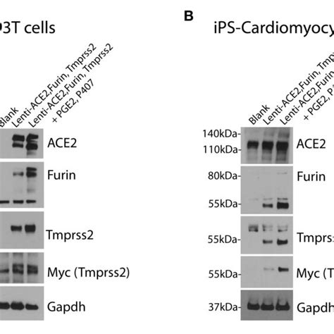 Over Expression Of Human Ace Tmprss And Furin In Cells Of