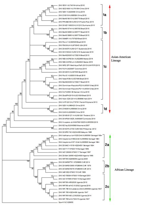 Phylogenetic Analysis Of Genes Encoding Polyprotein In Zika Virus