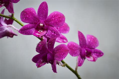 13 Easy Types Of Orchids Perfect For Houseplants