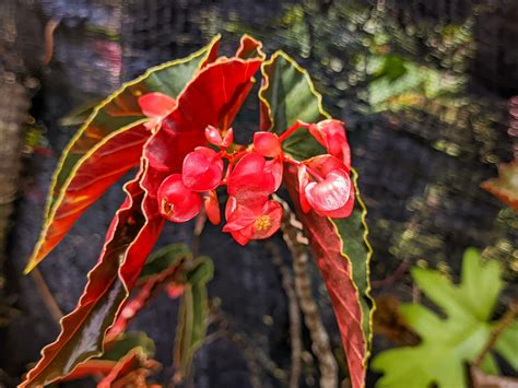 A Close Up Of Begonia Coccinea Also Called As The Scarlet Begonia A