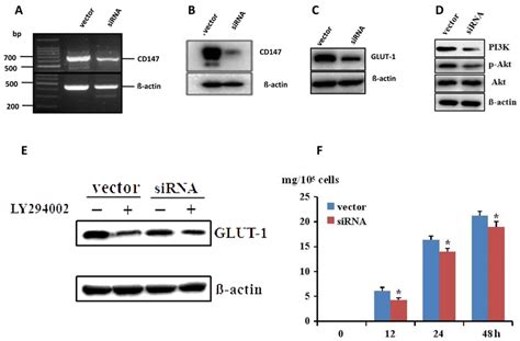 CD147 MRNA And Protein Level Was Decreased After Transfection With