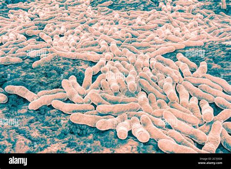 Illustration De La Bactérie Mycobacterium Tuberculosis La Bactérie