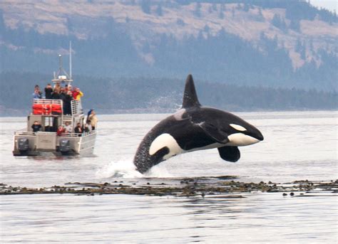 Orcas Island Whale Watching Tours - Flights from Seattle to Friday