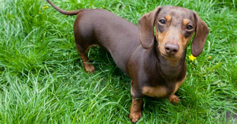 What Are The Best Toys For Dachshunds Furtropolis