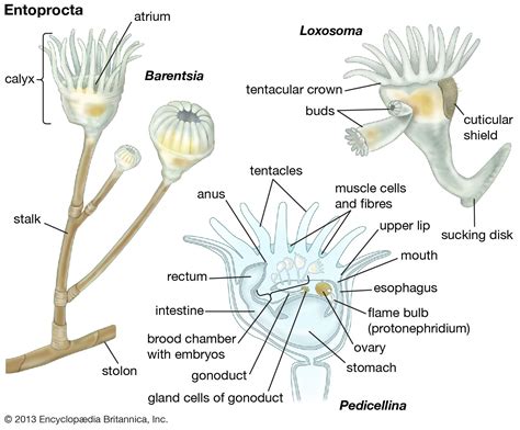 Entoproct | Britannica