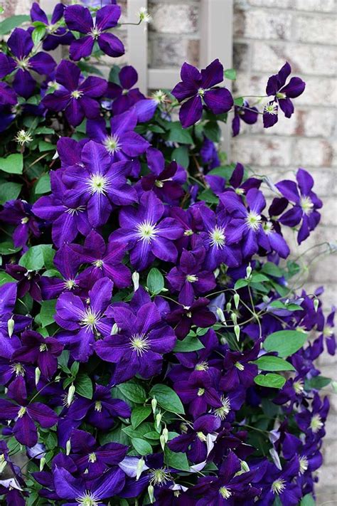 5 Simple Tips For Growing Clematis Vines Clematis Plants Clematis