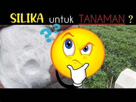 Temukan Manfaat Silika Untuk Tanaman Rahasia Yang Jarang Diketahui