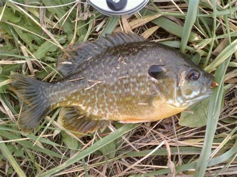 Hybrid Bluegill/Green Sunfish