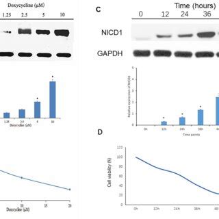 Notch Expression And Cell Viability Induced By Doxycycline Treatment