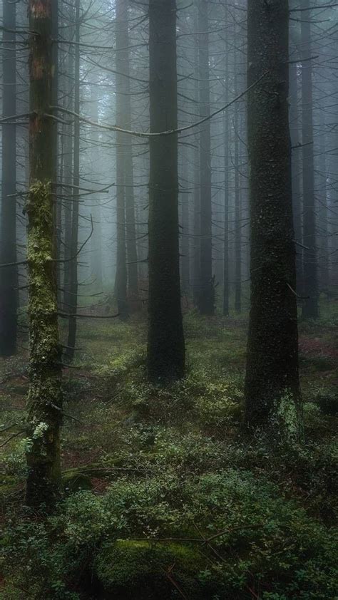 Not mine | Forest core, Dark forest aesthetic, Foggy forest