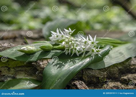 Allium Ursinum Wild Bears Garlic Flowers In Bloom White Rmasons