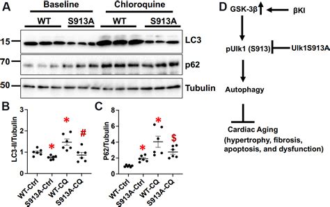 Ser9 Phosphorylation Of Gsk 3β Promotes Aging In The Heart Through