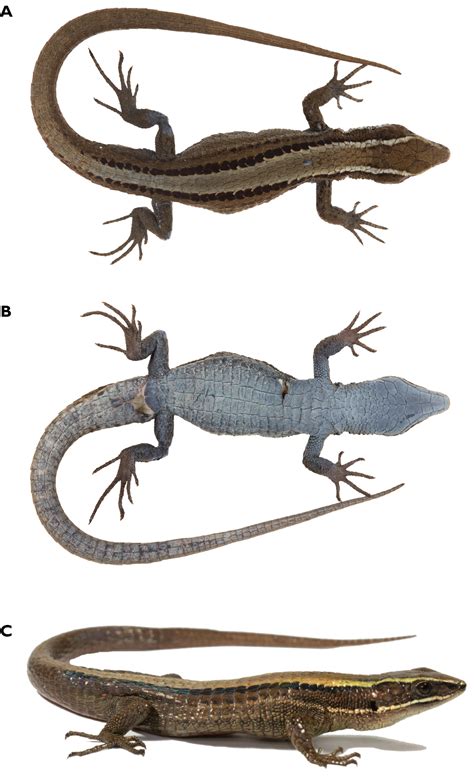 Systematics Of Pholidobolus Lizards Squamata Gymnophthalmidae From