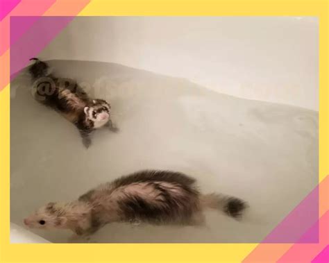 Can Ferrets Swim ?What You Should Know! - PetsandFins