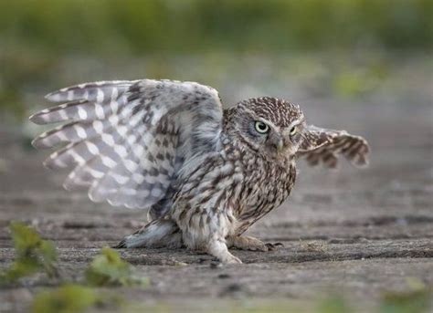 Pin von Sonja Berner auf Vögel Vögel