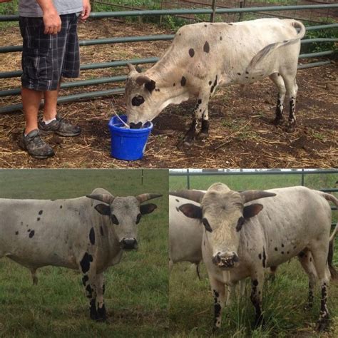 Pillard Miniature Cattle Miniature Cattle For Sale Cattle For Sale