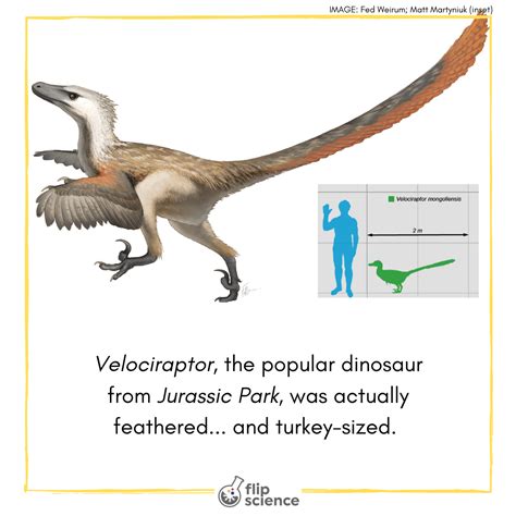 Fear The Petite And Rather Fluffy Velociraptor Flipscience Top