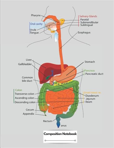 Human Digestive System How To Draw Labelled Diagram Of, 43% OFF