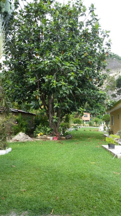 Breadfruit Tree Jamaica Breadfruit Island Home