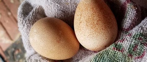 Guinea Eggs | eat-better-meat