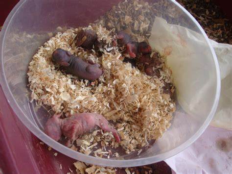 PURPLE TURQUOISE : Newborn Baby Bunnies