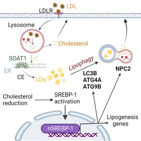 Srebp Upregulates Lipophagy To Maintain Cholesterol Homeostasis In