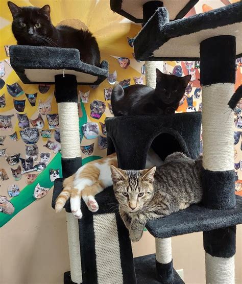 Kitty Brew Cat Cafe: An Adorable Cat Cafe In Ohio