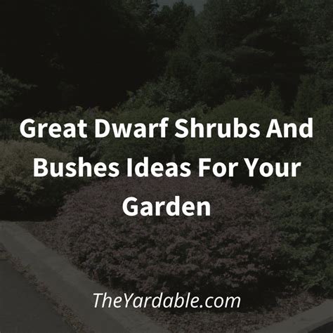 13 Great Dwarf Shrubs And Bushes Ideas - Theyardable