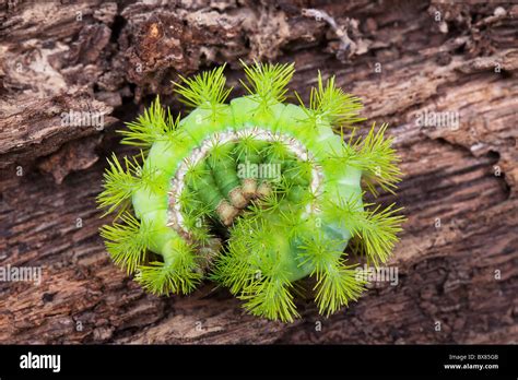 Bright Green Caterpillar Hi Res Stock Photography And Images Alamy