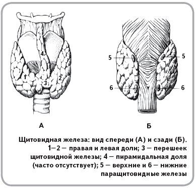 Щитовидная железа животных рисунок 44 фото рисунки для срисовки на