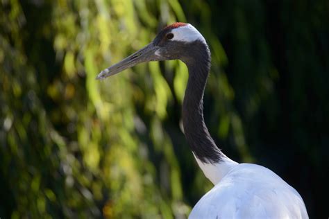 Kiki Il Pulcino Di Gru Della Manciuria Parco Natura Viva