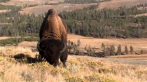 Big Bison Bulls - Yellowstone NP - YouTube