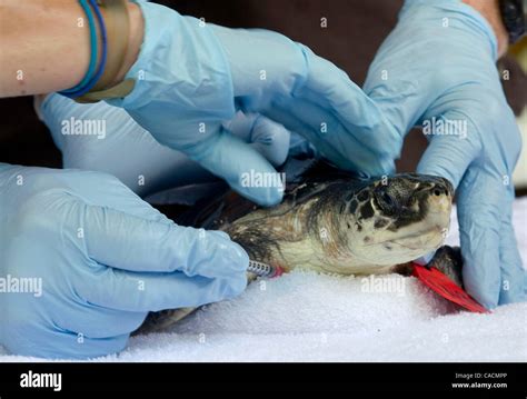 Deepwater Horizon Oil Spill Hi Res Stock Photography And Images Alamy