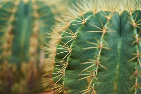 Free Photo | Cactus with spikes closeup