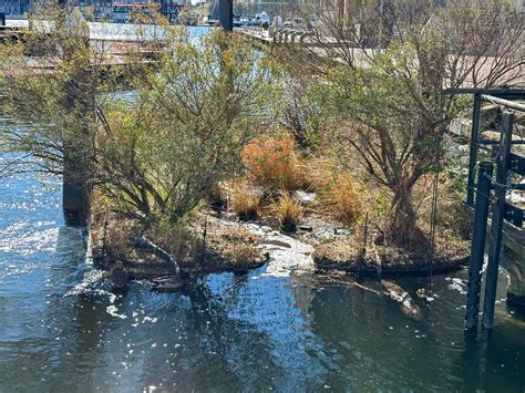 Baltimore Marshlands: National Aquarium's Ambitious Plan for 2024 - Not