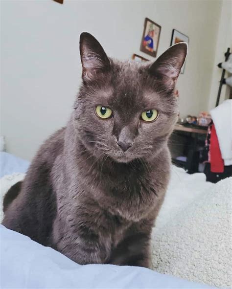 Maine Coon Russian Blue Munchkin Cat Hot Sex Picture