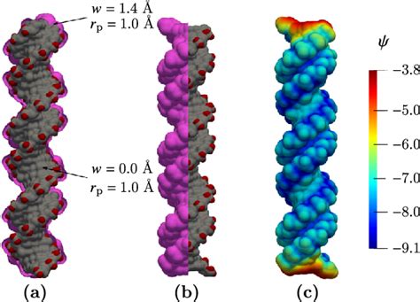 Electrostatic Modeling Of A B Dna Structure A Front View Of The Vdw