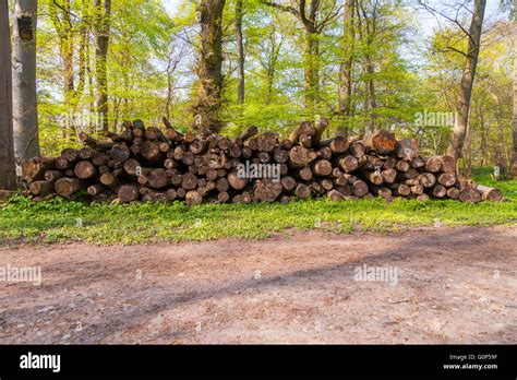 Stacked Logs In A Wood Stock Photo Alamy