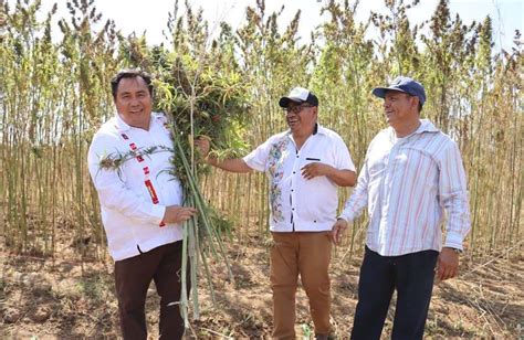 Realiza Oaxaca Primera Cosecha De Cannabis Para Uso Industrial De