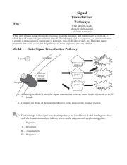 Understanding Signal Transduction Pathways: Inside the Cell's | Course Hero