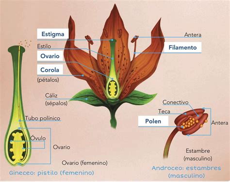 Partes De Una Flor Descripci N Tipos Y Funciones Renovables Verdes