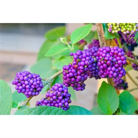 American Beauty Berry Bush Seedlings (Beautyberry) to Plant ...