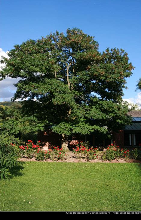 Robinie Robinia Pseudoacacia Im Alten Botanischen Garten Marburg