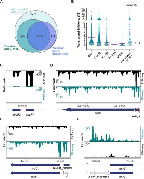 Ribosome Profiling Ribo Seq Captures The Translatome Of Sinorhizobium